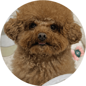貴婦犬