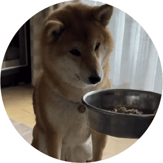 柴犬