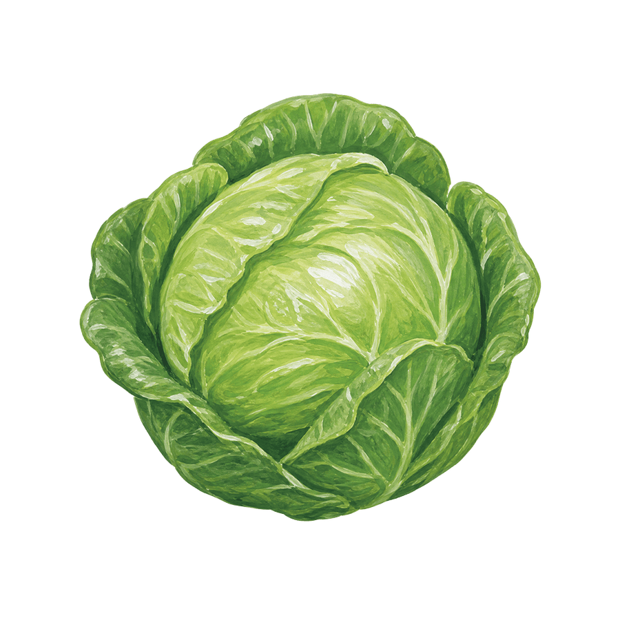 椰菜
